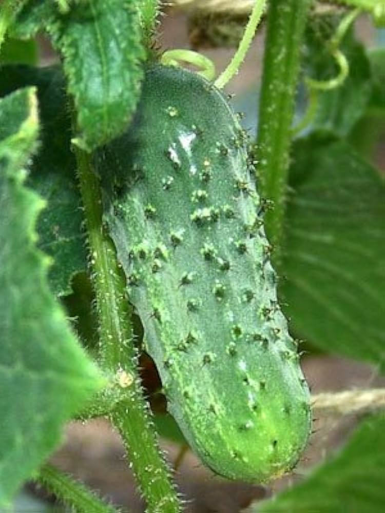 Boston Pickling Cucumber Cucumis sativus Seeds for Planting heirloom vegetable patch