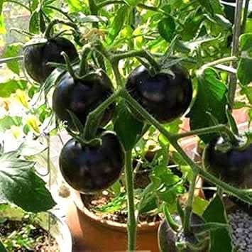Tomato Seeds for Planting, Black