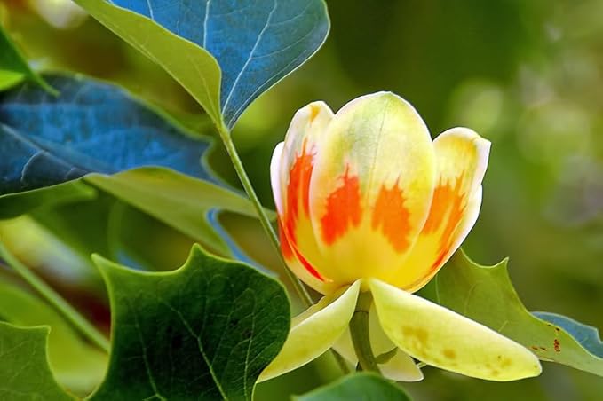Tulip Flower Tulipa spp. for planting in flower bed