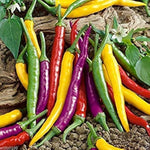 Cayenne pepper hot mix seed for spicy garden planting