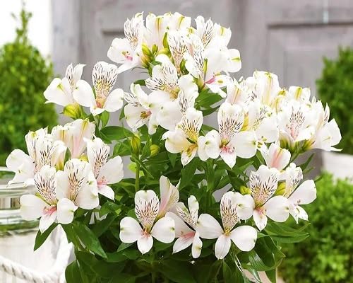 White Alstroemeria Flower - Heirloom, Non - Gmo Seeds