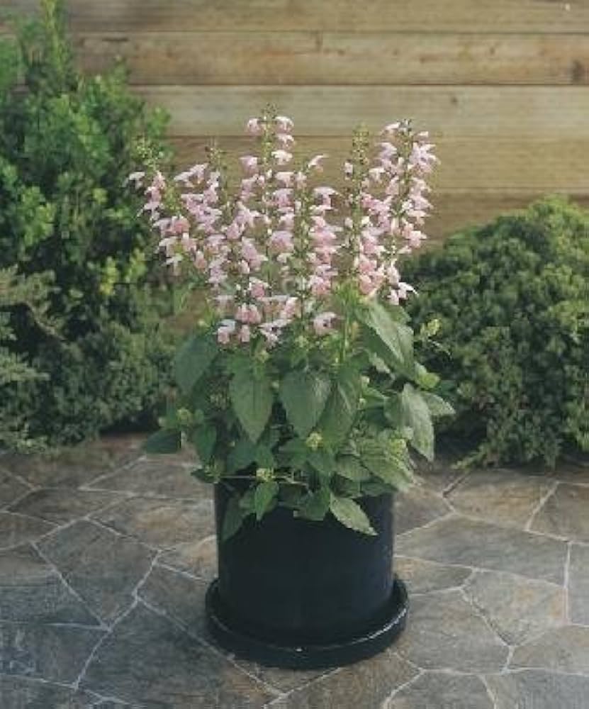 Salvia Nemorosa Summer Jewel Pink Seeds for Planting Cottage Garden Flower Pathways
