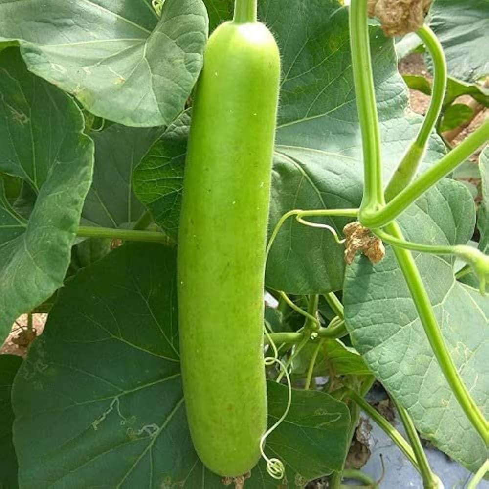 Bottle Gourd Lagenaria siceraria vegetable seeds for backyard gardening and kitchen garden