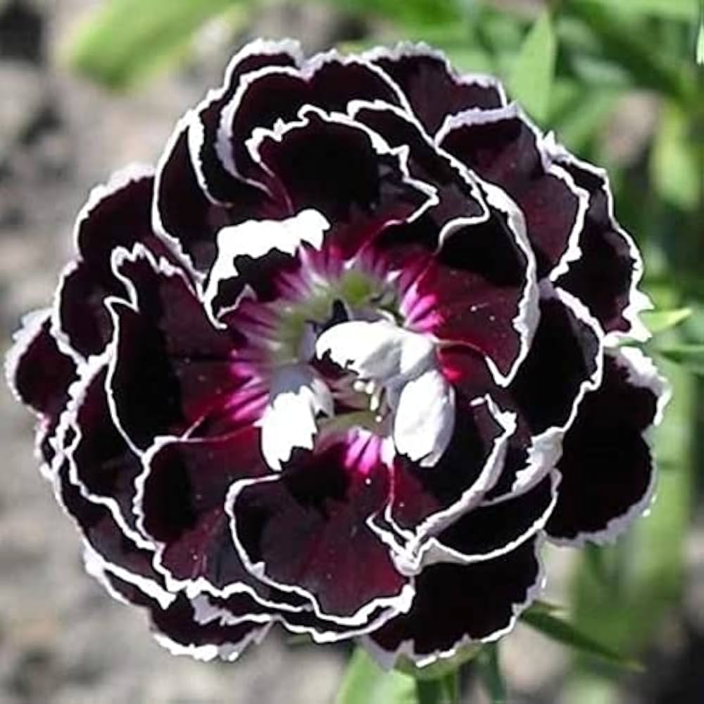 Black Carnation Dianthus caryophyllus flower seeds for indoor pots