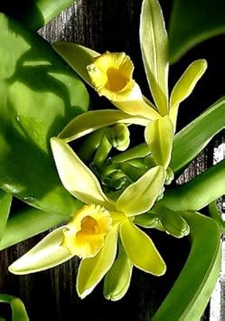 Vanilla (Vanilla scientific name) for planting in garden