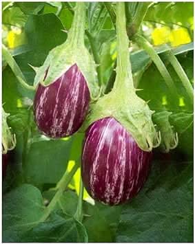 Purple White Eggplant Seeds for Planting