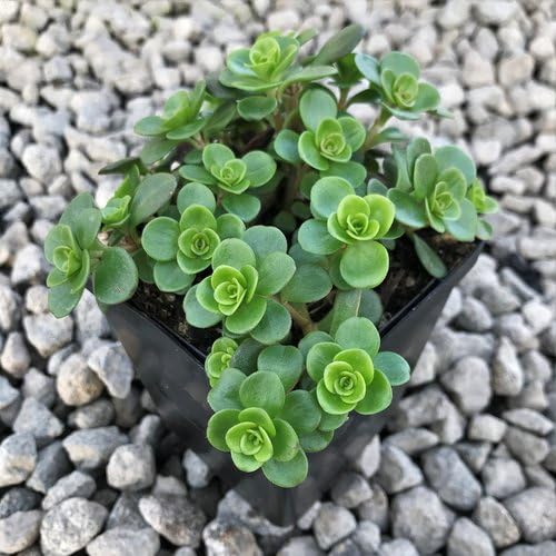 Green Sedum Tetractinum