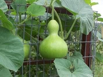 Green Lagenaria Siceraria Plant Seeds for Planting - Gourd Lovers, Heirloom & Non-GMO Seeds