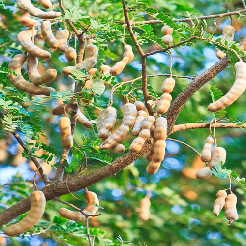 Green Tamarind Tree - Heirloom, Non - Gmo Seeds