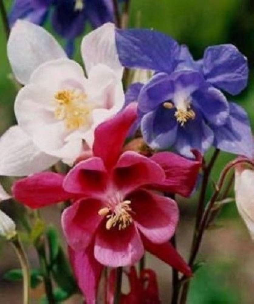 Aquilegia Ruby Port Columbine flowers grown from seeds with deep burgundy double blooms