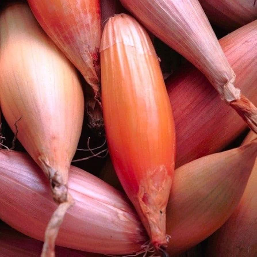 Onion Shallots Allium cepa seeds for home garden planting