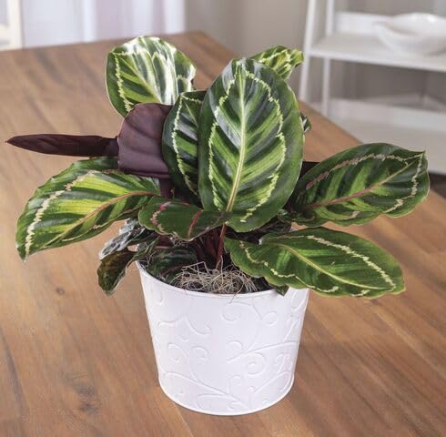 Green Calathea - Heirloom, Non - Gmo Seeds