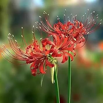 Lycoris Flower Seeds for Planting NON GMO Seeds Dhara Seeds
