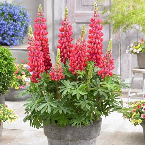 Red Lupine - Heirloom, Non - Gmo Seeds