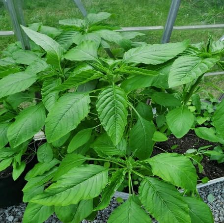 Green Callaloo - Heirloom, Non - Gmo Seeds