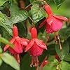All Bolivian Red Fuchsia Colibri Magnet Fuchsia Seeds for Planting in Flower Bed