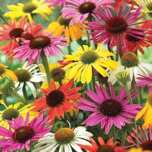 Mixed Echinacea Flower - Heirloom, Non - Gmo Seeds