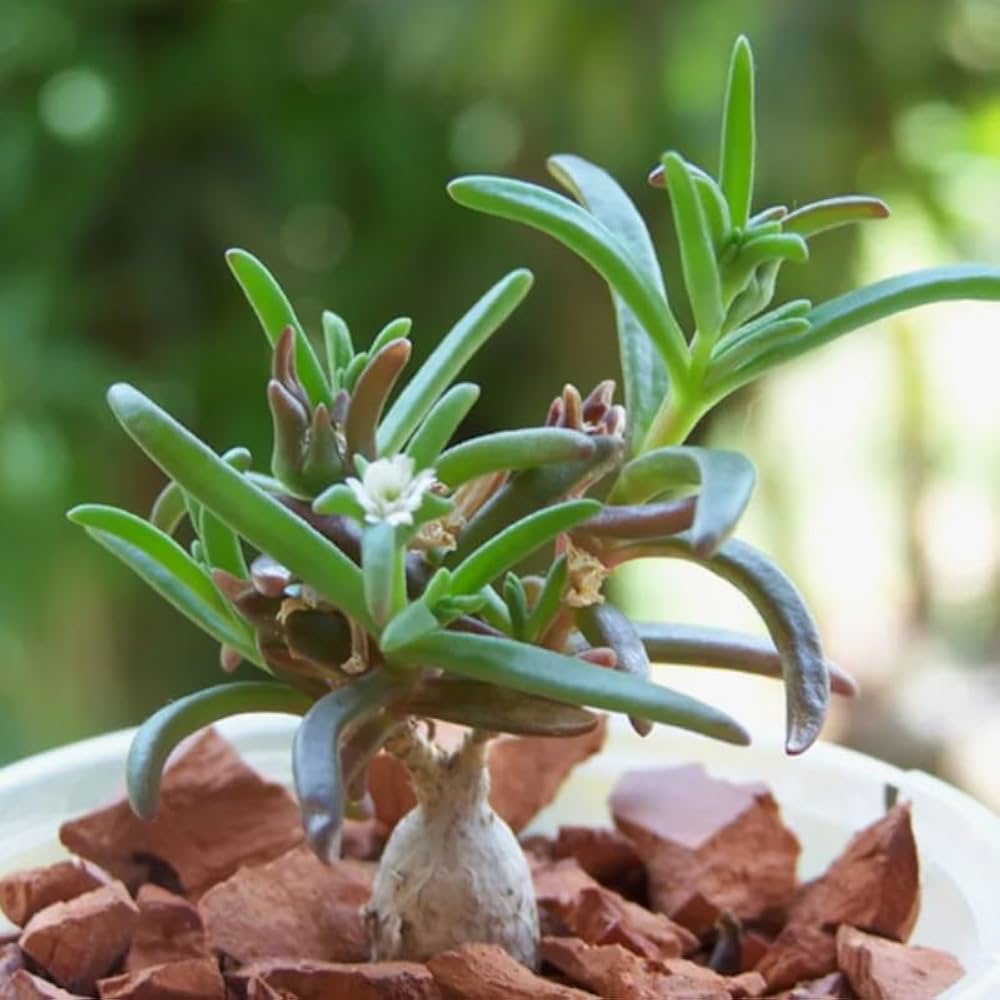 Green Delosperma Napiforme Plant Seeds for Planting heirloom & Non-GMO Seeds