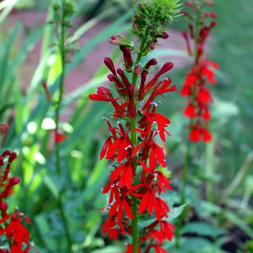 Red Lobelia Flower - Heirloom, Non - Gmo Seeds