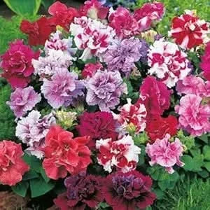 Double Petal Petunia Flower Seeds – Compact Variety