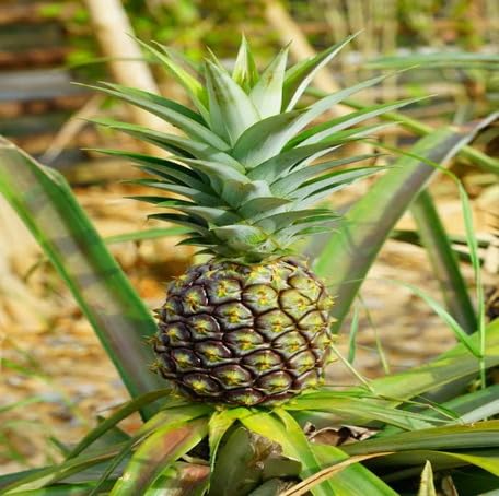 Green Pineapple Fruit - Heirloom, Non - Gmo Seeds