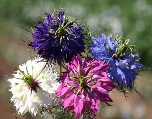 Mixed Nigella Damascena Flower - Heirloom, Non - Gmo Seeds