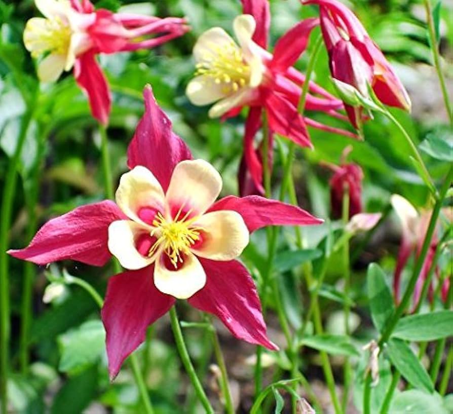 Eastern red columbine Aquilegia canadensis flower seeds for planting in backyard gardens
