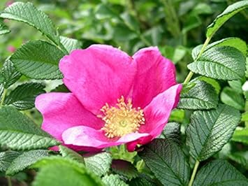 Pink Rugosa Rose Plant Seeds for Planting Non-GMO Heirloom Garden Seeds for Growing Beautiful Roses seeds for planting in home garden