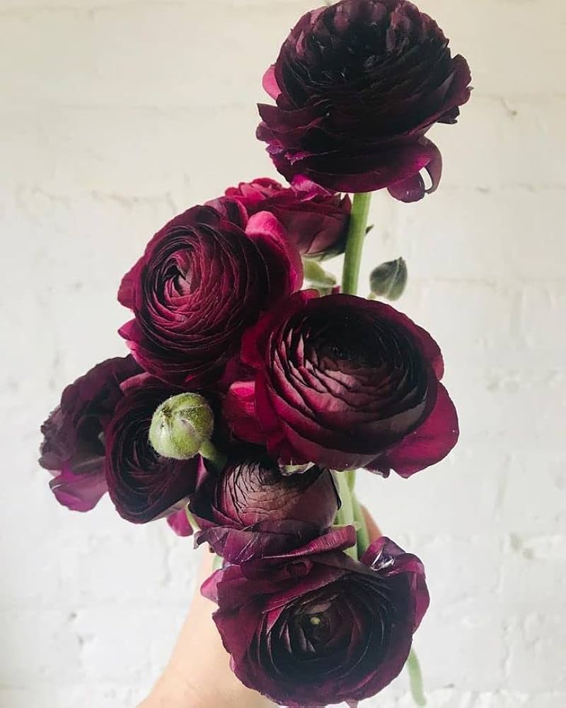 Ranunculus Ranunculus Asiaticus Flower Seeds for Planting – Great for Backyard Gardening and Cut Flower Displays