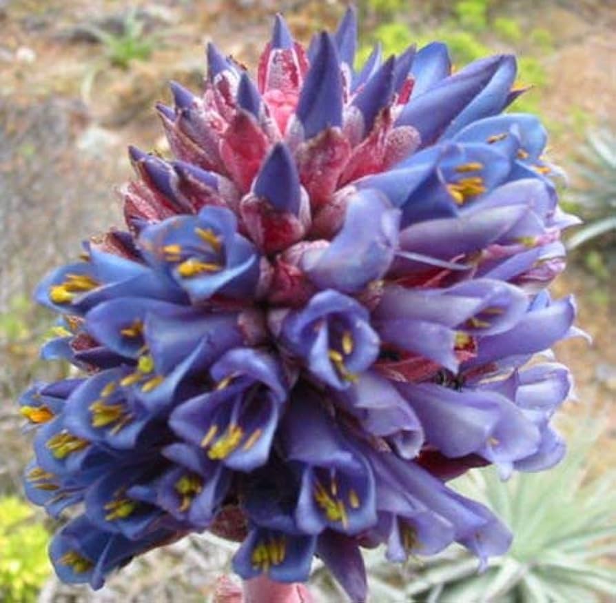 Blue Puya Venusta Heirloom Non-GMO Plant Seeds – Exotic Flower Seeds for Garden Planting for planting in your garden.