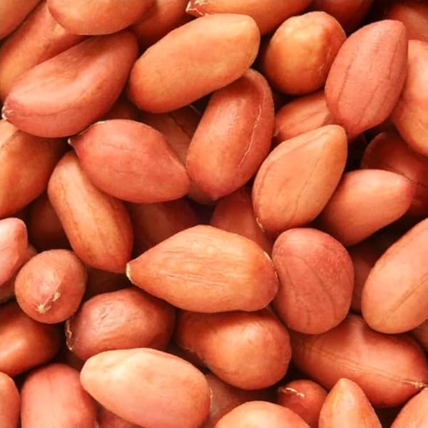 Gregory Peanut Seeds | High-Yield Virginia-Type Peanut Variety – Heirloom, Non-GMO, High Germination Organic Garden Seeds