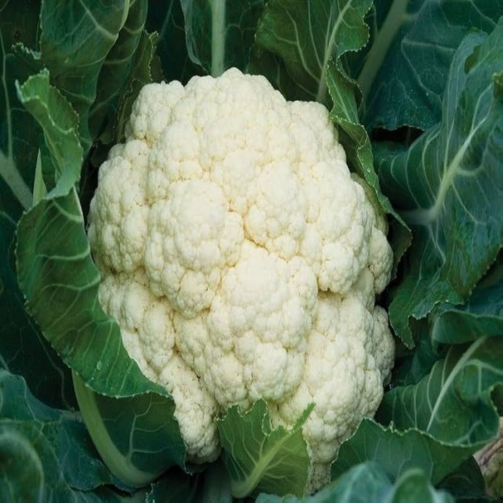 Hybrid Vigorous Growth Cauliflower For Sowing – Heirloom, Non-GMO, High Germination Organic Garden Seeds