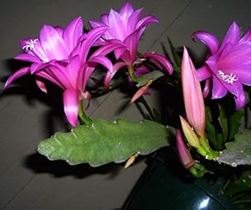Pink Epiphyllum Flower Seeds for Planting – Organic, Heirloom, Non-GMO Orchid Cactus Seeds