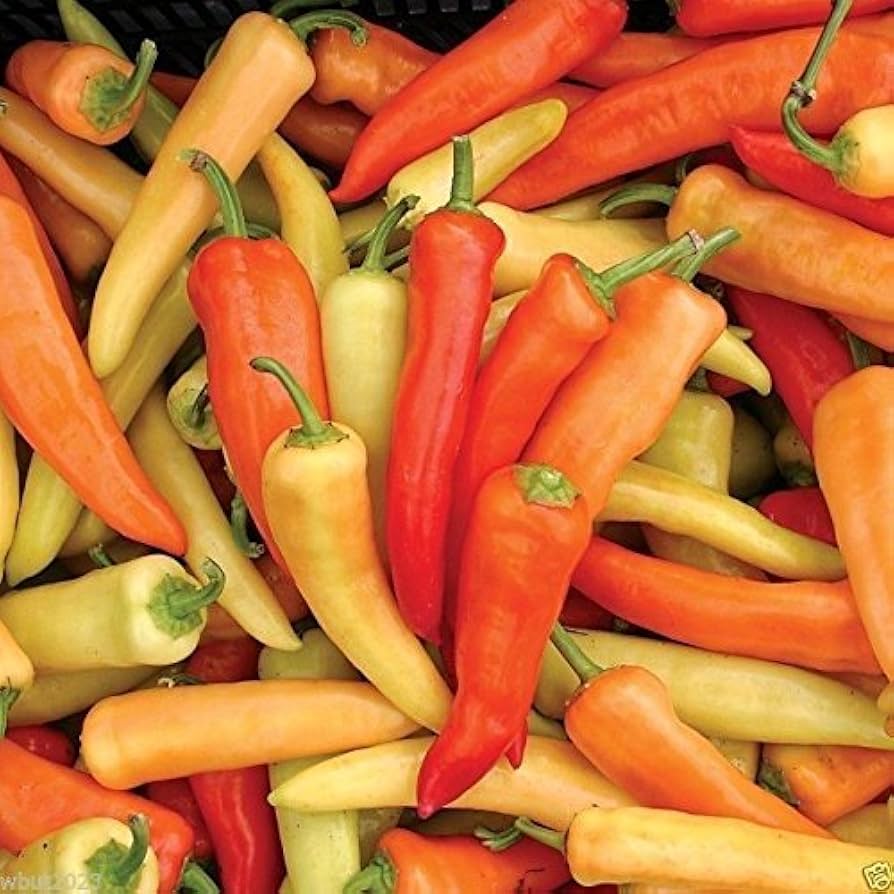 Hungarian Pepper Capsicum annuum Vegetable Seeds for Planting in Garden and Vegetable Patch