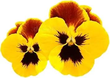 Pansy Flower Seeds Yellow for Planting - NON GMO Seeds Dhara Seeds