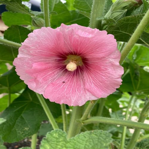 Light Pink Hollyhock Flower - Heirloom, Non - Gmo Seeds
