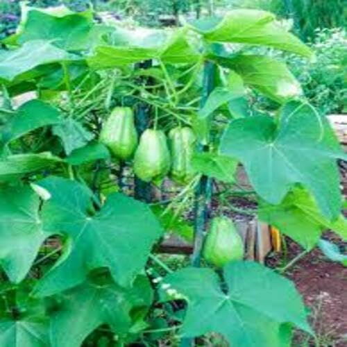 Chayote Fruit Green - Heirloom, Non - Gmo Seeds