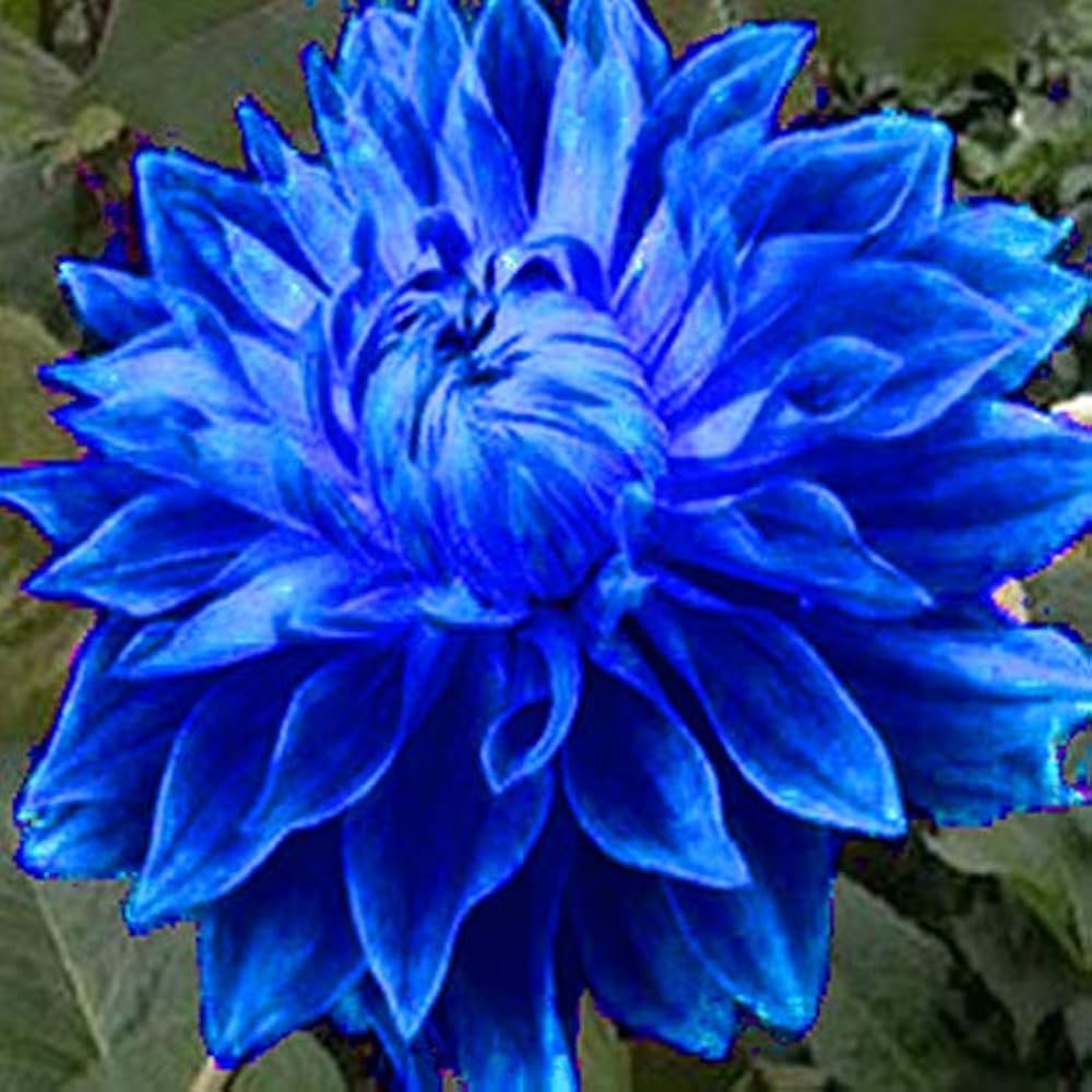 Blue Dahlia Seeds for Planting for Beautiful Garden and Flower Bed