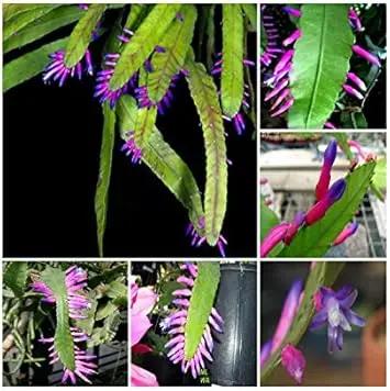 Green Wittia Amazonica Plant Seeds for Planting - NON GMO Seeds for planting in home garden