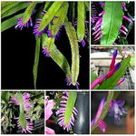 Green Wittia Amazonica Plant Seeds for Planting - NON GMO Seeds for planting in home garden