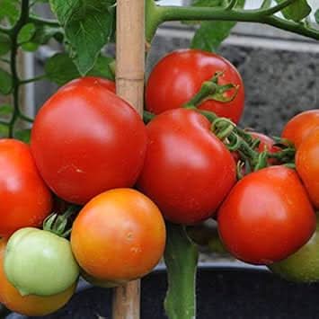 Heirloom Mixed Tomato Vegetable Seeds for Planting - Non-GMO Garden Seeds