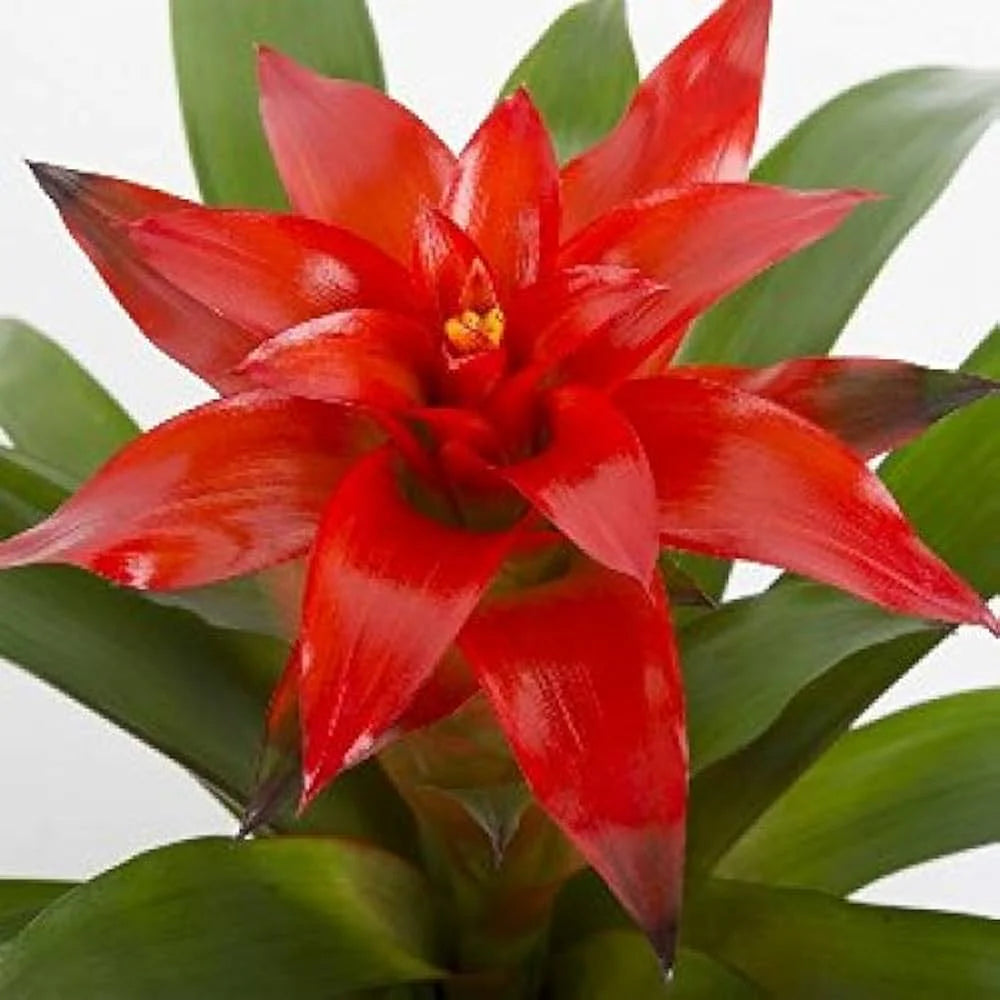 Red Bromeliad Plant Seeds for Planting - 100 pcs