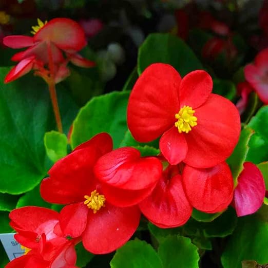 Red Begonia Seeds