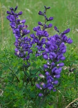 Blue Fake Indigo Floweseeds Heirloom Non Gmo Image