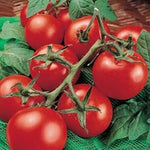 Red Tomato Heirloom Non Gmo Image