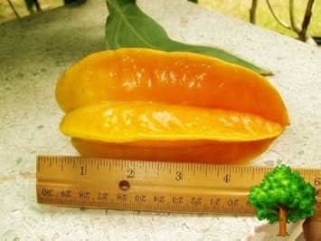Yellow Averrhoa Carambola (Starfruit) Fruit Seeds for Planting - Tropical Starfruit for Your Beautiful Home Garden