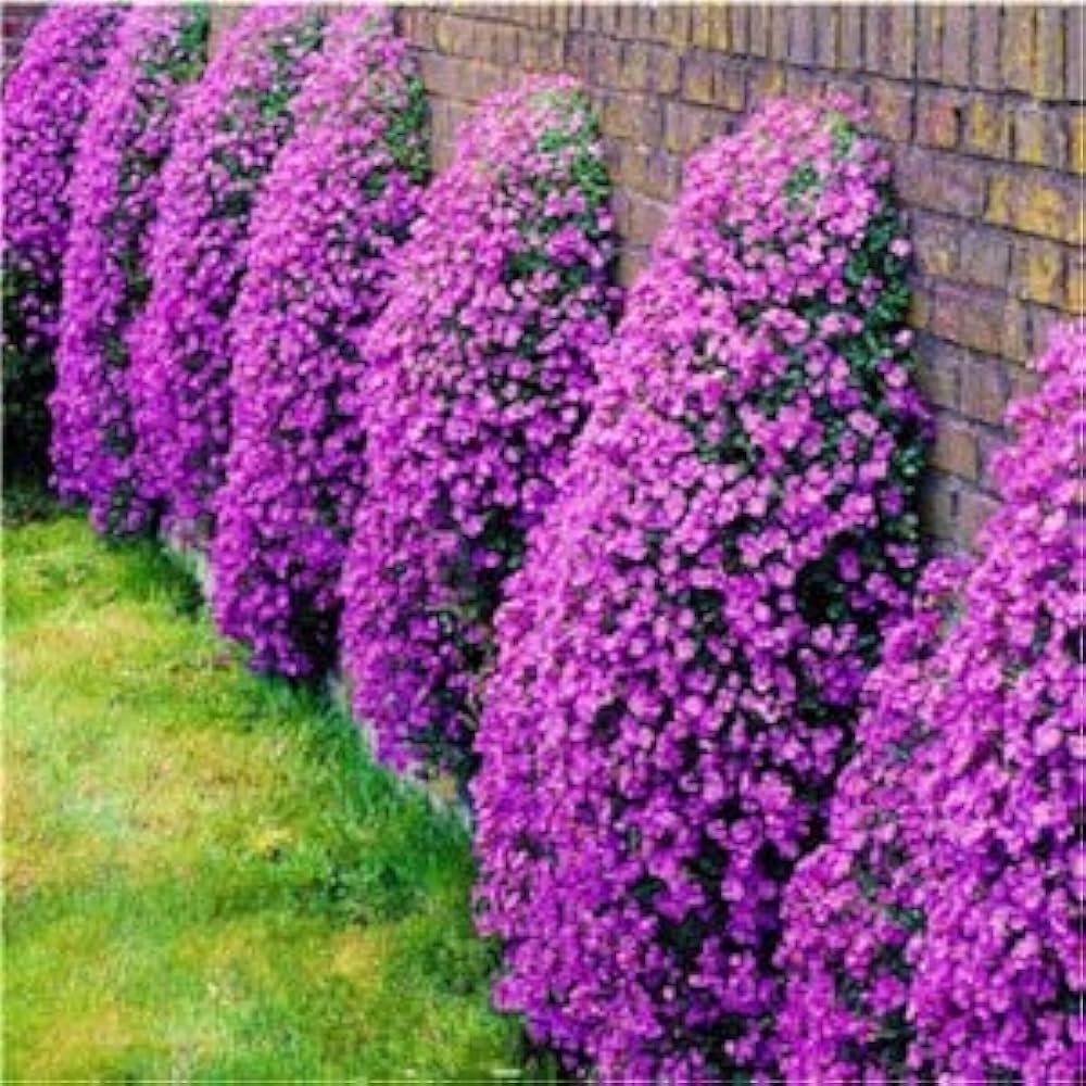 Creeping Thyme Thymus serpyllum for planting in ground cover