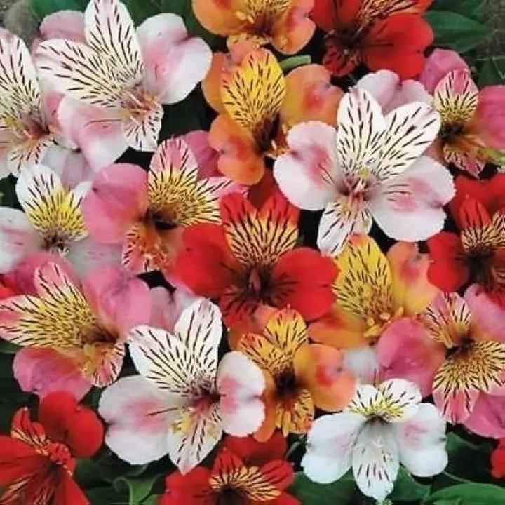 Mixed Di Giglio Flower Seeds for Planting - NON GMO Seeds Dhara Seeds