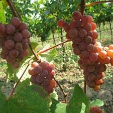Vitis Labrusca Niagara Grape Seeds for Sweet Grapes and Wine