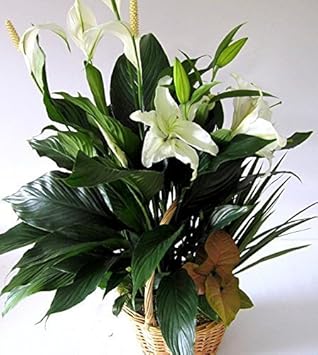 Green Spathiphyllum Plant Seeds for Planting - 100